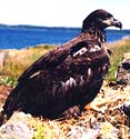 Eagles and other wildlife are abundant @ Ocean Side Country Lodge