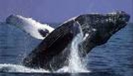 Humpback Whale