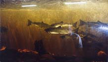 Atlantic Salmon @ Ocean Side Country Lodge
